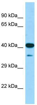 WB Suggested Anti-Ciao1 Antibody; Titration: 1.0 ug/ml; Positive Control: Mouse Stomach