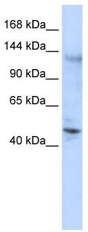 Western blot analysis of extracts of various cell lines, using Septin 7 antibody (TA373095) at 1:1000 dilution.|Secondary antibody: HRP Goat Anti-Rabbit IgG (H+L) at 1:10000 dilution.|Lysates/proteins: 25ug per lane.|Blocking buffer: 3% nonfat dry milk in TBST.|Detection: ECL Basic Kit .|Exposure time: 30s.