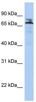 Western blot analysis of extracts of various cell lines, using Septin 8 antibody (TA373096) at 1:1000 dilution.|Secondary antibody: HRP Goat Anti-Rabbit IgG (H+L) at 1:10000 dilution.|Lysates/proteins: 25ug per lane.|Blocking buffer: 3% nonfat dry milk in TBST.|Detection: ECL Basic Kit .|Exposure time: 10s.
