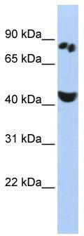 WB Suggested Anti-POU6F2 Antibody Titration: 0.2-1 ug/ml; ELISA Titer: 1: 312500; Positive Control: HepG2 cell lysate