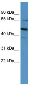 WB Suggested Anti-POU6F2 Antibody Titration: 0.2-1 ug/ml; ELISA Titer: 1: 62500; Positive Control: HepG2 cell lysate