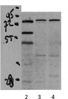 PPARGC1A antibody - N-terminal region validated by WB using transfected SH-SY5Y lysate at 1: 15000.