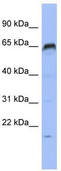 WB Suggested Anti-PRDM8 Antibody Titration: 0.2-1 ug/ml; ELISA Titer: 1: 312500; Positive Control: HT1080 cell lysate