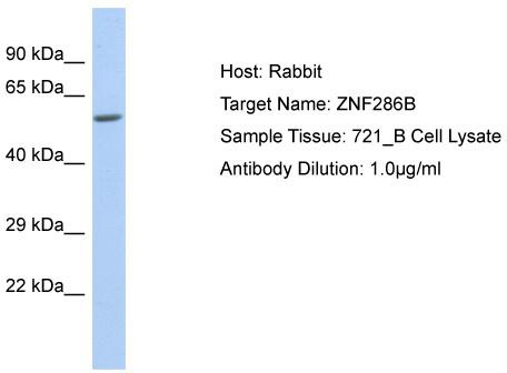 Host: Rabbit; Target Name: ZNF286B; Sample Tissue: 721_B Whole cell lysates; Antibody Dilution: 1.0 ug/ml