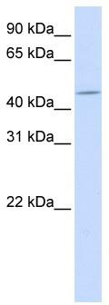 WB Suggested Anti-ZNF529 Antibody Titration: 0.2-1 ug/ml; ELISA Titer: 1: 1562500; Positive Control: Human Liver