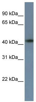 WB Suggested Anti-ZNF669 Antibody Titration: 0.2-1 ug/ml; ELISA Titer: 1: 312500; Positive Control: HepG2 cell lysate
