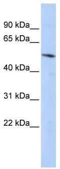 WB Suggested Anti-BCL6B Antibody Titration: 0.2-1 ug/ml; ELISA Titer: 1: 1562500; Positive Control: HepG2 cell lysate