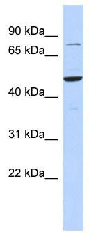 WB Suggested Anti-ZSCAN1 Antibody Titration: 0.2-1 ug/ml; ELISA Titer: 1: 312500; Positive Control: 721_B cell lysate