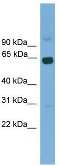 WB Suggested Anti-Lcorl Antibody Titration: 0.2-1 ug/ml; Positive Control: Mouse Kidney