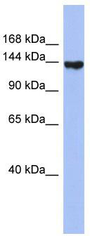 WB Suggested Anti-SYNJ2 Antibody Titration: 0.2-1 ug/ml; ELISA Titer: 1: 62500; Positive Control: THP-1 cell lysate
