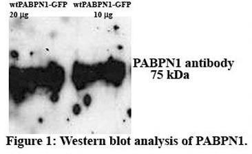 PABPN1 antibody - N-terminal region validated by WB using C2C12 myoblast cell line at 1.25 ug/ml.