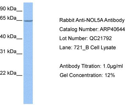 WB Suggested Anti-NOL5A Antibody Titration: 1 ug/mlPositive Control: 721_B cell lysateNOP56 is supported by BioGPS gene expression data to be expressed in 721_B