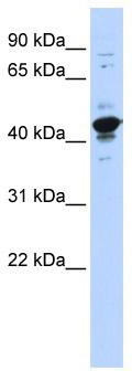 WB Suggested Anti-RBMXL2 Antibody Titration: 0.2-1 ug/ml; ELISA Titer: 1: 62500; Positive Control: 293T cell lysateRBMXL2 is supported by BioGPS gene expression data to be expressed in HEK293T