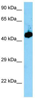 WB Suggested Anti-Evl Antibody; Titration: 1.0 ug/ml; Positive Control: Mouse Stomach