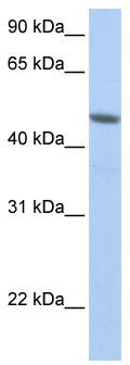 WB Suggested Anti-NXF3 Antibody Titration: 0.2-1 ug/ml; Positive Control: HepG2 cell lysate