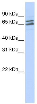 WB Suggested Anti-PAPOLG Antibody Titration: 0.2-1 ug/ml; ELISA Titer: 1: 1562500; Positive Control: Hela cell lysate