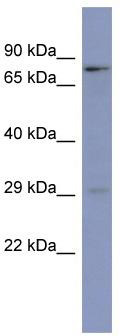 WB Suggested Anti-PURB Antibody Titration: 0.2-1 ug/ml; ELISA Titer: 1: 62500; Positive Control: THP-1 cell lysate