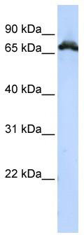WB Suggested Anti-RAVER1 Antibody Titration: 0.2-1 ug/ml; ELISA Titer: 1: 1562500; Positive Control: HepG2 cell lysate