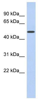 WB Suggested Anti-FAM71D Antibody Titration: 0.2-1 ug/ml; ELISA Titer: 1: 62500; Positive Control: Human kidney