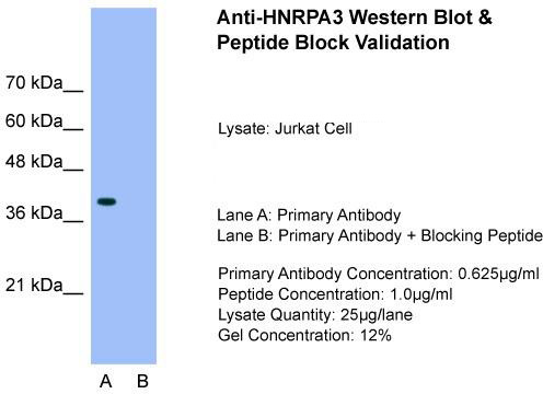 Host: Rabbit; Target Name: HNRPA3; Sample Tissue: Jurkat; Lane A: Primary Antibody; Lane B: Primary Antibody + Blocking Peptide; Primary Antibody Concentration: 0.625 ug/mL; Peptide Concentration: 1.0 ug/mL; Lysate Quantity: 25 ug/lane; Gel Concentration:
