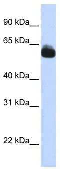 WB Suggested Anti-FZD9 Antibody Titration: 0.2-1 ug/ml; ELISA Titer: 1: 62500; Positive Control: Human brain