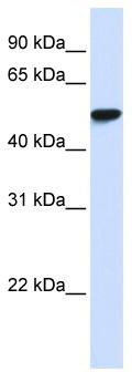 WB Suggested Anti-WDR4 Antibody Titration: 0.2-1 ug/ml; ELISA Titer: 1: 62500; Positive Control: Human Placenta