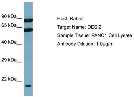 Host: Rabbit; Target Name: DESI2; Sample Tissue: PANC1 Whole cell lysates; Antibody Dilution: 1.0 ug/ml; DESI2 is strongly supported by BioGPS gene expression data to be expressed in Human PANC1 cells