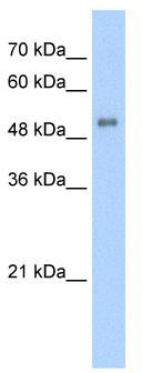Western blot analysis of extracts of A-431 cells, using EBNA1BP2  antibody (TA375694) at 1:1000 dilution.|Secondary antibody: HRP Goat Anti-Rabbit IgG (H+L) at 1:10000 dilution.|Lysates/proteins: 25ug per lane.|Blocking buffer: 3% nonfat dry milk in TBST.|Detection: ECL Basic Kit .|Exposure time: 30s.