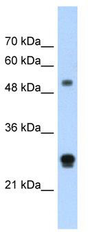 Western blot analysis of extracts of various cell lines, using EEF1D antibody (TA375723) at 1:1000 dilution.|Secondary antibody: HRP Goat Anti-Rabbit IgG (H+L) at 1:10000 dilution.|Lysates/proteins: 25ug per lane.|Blocking buffer: 3% nonfat dry milk in TBST.