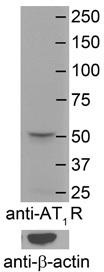 Western blot analysis of extracts of various cell lines, using EIF3H antibody (TA375812) at 1:1000 dilution.|Secondary antibody: HRP Goat Anti-Rabbit IgG (H+L) at 1:10000 dilution.|Lysates/proteins: 25ug per lane.|Blocking buffer: 3% nonfat dry milk in TBST.|Detection: ECL Basic Kit .|Exposure time: 1s.