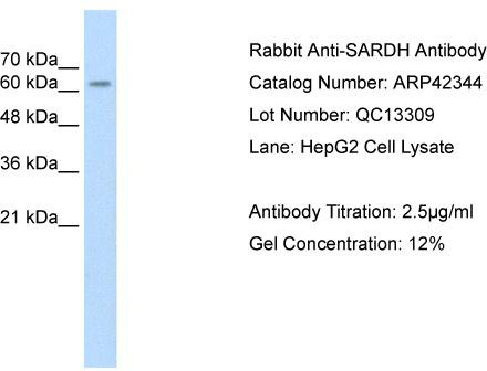 WB Suggested Anti-SARDH Antibody Titration: 2.5 ug/ml; Positive Control: HepG2 cell lysate; SARDH is supported by BioGPS gene expression data to be expressed in HepG2