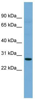 WB Suggested Anti-Cldn3 Antibody Titration: 0.125 ug/ml; ELISA Titer: 1:1562500; Positive Control: Mouse Liver