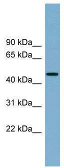 WB Suggested Anti-RNF44 Antibody Titration: 0.2-1 ug/ml; Positive Control: PANC1 cell lysateRNF44 is supported by BioGPS gene expression data to be expressed in PANC1