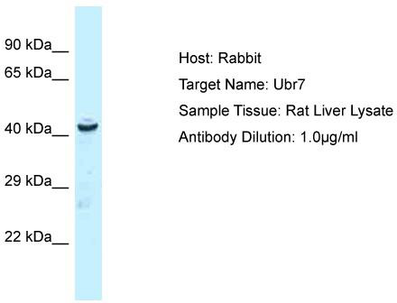 Host: Rabbit; Target Name: Ubr7; Sample Tissue: Rat Liver lysates; Antibody Dilution: 1.0ug/ml