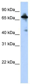 WB Suggested Anti-SLC9A8 Antibody Titration: 0.2-1 ug/ml; ELISA Titer: 1:312500; Positive Control: HepG2 cell lysate