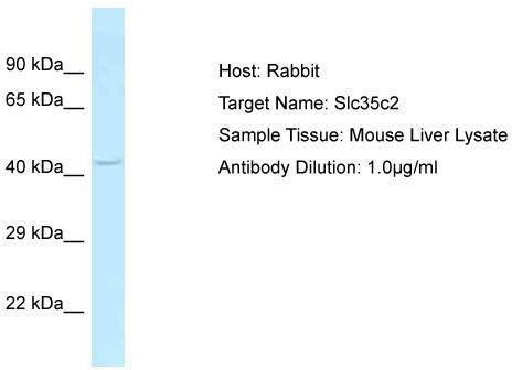 Host: Rabbit; Target Name: Slc35c2; Sample Tissue: Mouse Liver lysates; Antibody Dilution: 1.0 ug/ml
