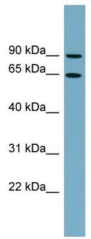 WB Suggested Anti-SLC12A8 Antibody Titration: 0.2-1 ug/ml; Positive Control: THP-1 cell lysate