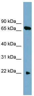 WB Suggested Anti-SLC24A4 Antibody Titration: 0.2-1 ug/ml; Positive Control: HT1080 cell lysate