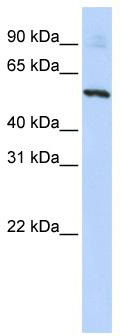 WB Suggested Anti-SLC36A2 Antibody Titration: 0.2-1 ug/ml; ELISA Titer: 1: 312500; Positive Control: HepG2 cell lysate