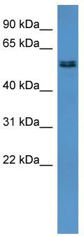 WB Suggested Anti-Alg8 Antibody Titration: 0.2-1 ug/ml; ELISA Titer: 1: 62500; Positive Control: Rat Heart