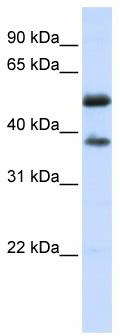 WB Suggested Anti-LRRC24 Antibody Titration: 0.2-1 ug/ml; ELISA Titer: 1: 62500; Positive Control: Human heart