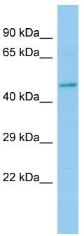 WB Suggested Anti-Hepacam2 Antibody; Titration: 1.0 ug/ml; Positive Control: Rat Small Intestine