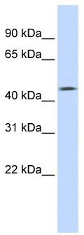 WB Suggested Anti-TMEFF1 Antibody Titration: 0.2-1 ug/ml; ELISA Titer: 1: 12500; Positive Control: Human heart
