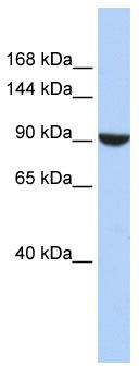 WB Suggested Anti-PWP2 Antibody Titration: 0.2-1 ug/ml; ELISA Titer: 1: 62500; Positive Control: HepG2 cell lysate