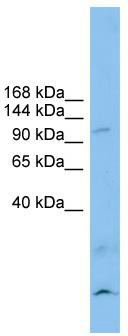 WB Suggested Anti-CLSTN3 Antibody Titration: 0.2-1 ug/ml; ELISA Titer: 1: 62500; Positive Control: RPMI 8226 cell lysate