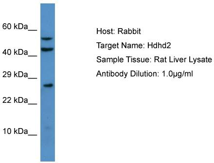 Host: Rabbit; Target Name: Hdhd2; Sample Tissue: Rat Liver lysates; Antibody Dilution: 1.0 ug/ml