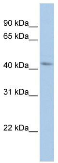 WB Suggested Anti-BARHL2 Antibody Titration: 0.2-1 ug/ml; ELISA Titer: 1: 62500; Positive Control: HepG2 cell lysate