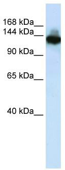 WB Suggested Anti-SCAND3 Antibody Titration: 0.2-1 ug/ml; ELISA Titer: 1: 312500; Positive Control: HepG2 cell lysate