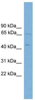 WB Suggested Anti-FOXD4 Antibody Titration: 0.2-1 ug/ml; ELISA Titer: 1: 312500; Positive Control: 721_B cell lysate;FOXD4 is supported by BioGPS gene expression data to be expressed in 721_B