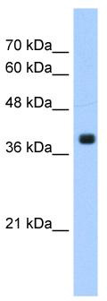 WB Suggested Anti-FNTA Antibody Titration: 1.25 ug/ml; Positive Control: HepG2 cell lysate